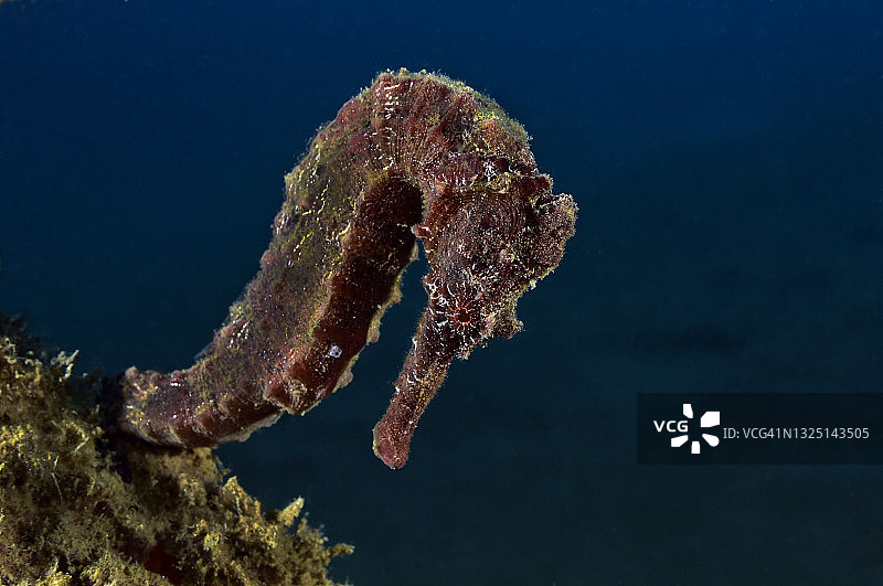 长吻海马图片素材