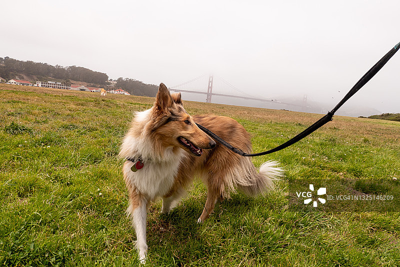 金门大桥附近的草地上拴着的柯利牧羊犬图片素材