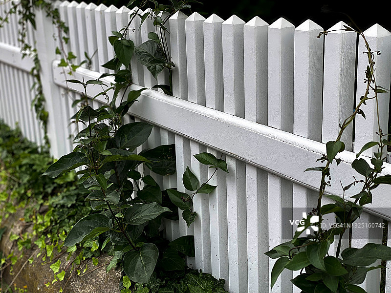 经典白色尖桩篱笆与攀缘植物图片素材
