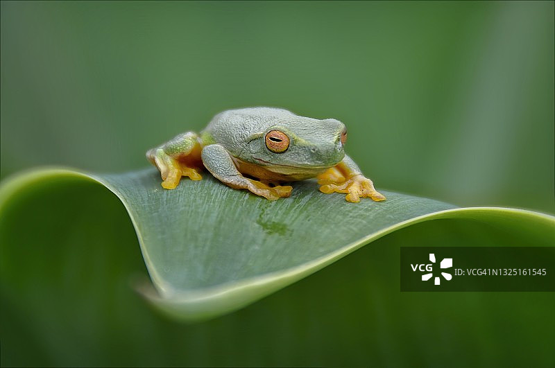 红眼树蛙图片素材