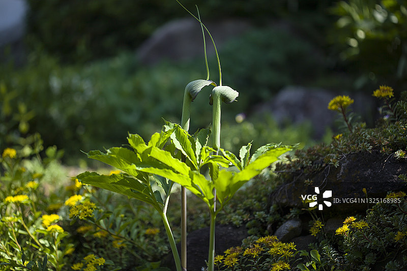 异叶天南星（跳舞鹤眼镜蛇百合）图片素材