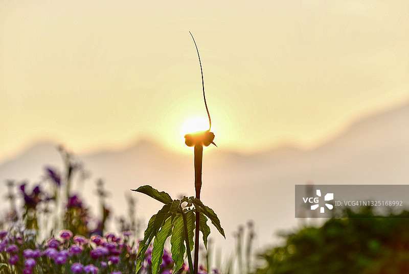 异叶天南星（跳舞鹤眼镜蛇百合）图片素材