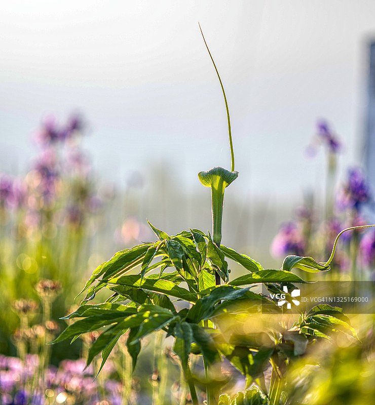 异叶天南星（跳舞鹤眼镜蛇百合）图片素材