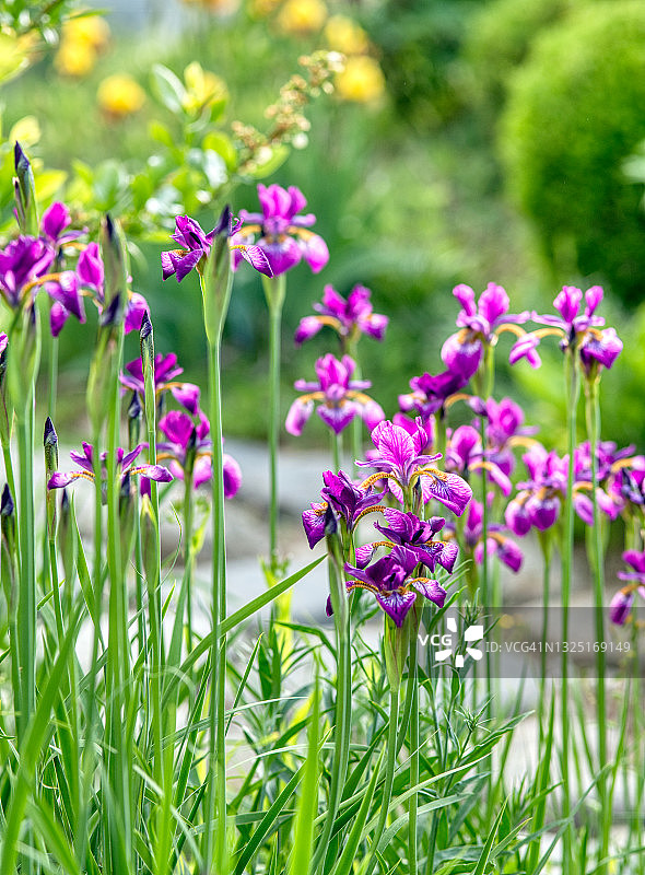 燕子花图片素材