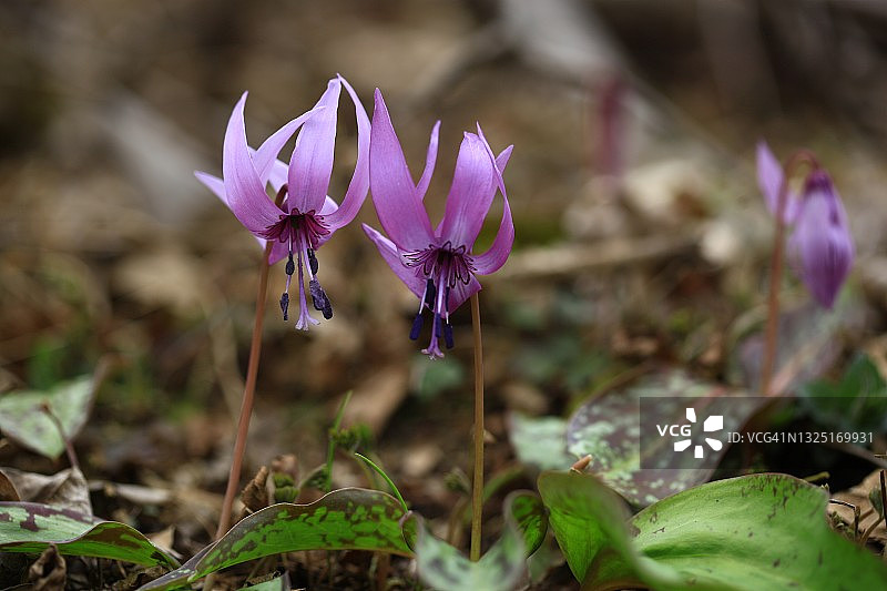 齿瓣延龄草图片素材
