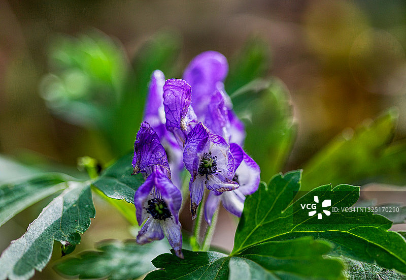 乌头花图片素材