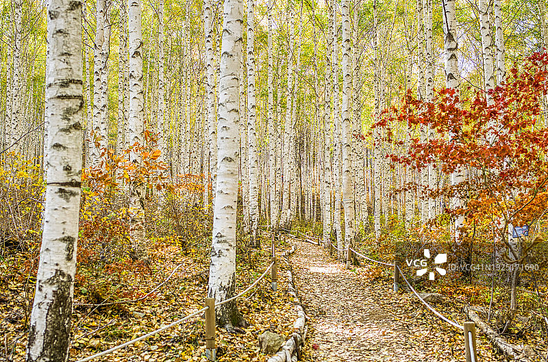 韩国江原道麟蹄郡的白桦树林图片素材