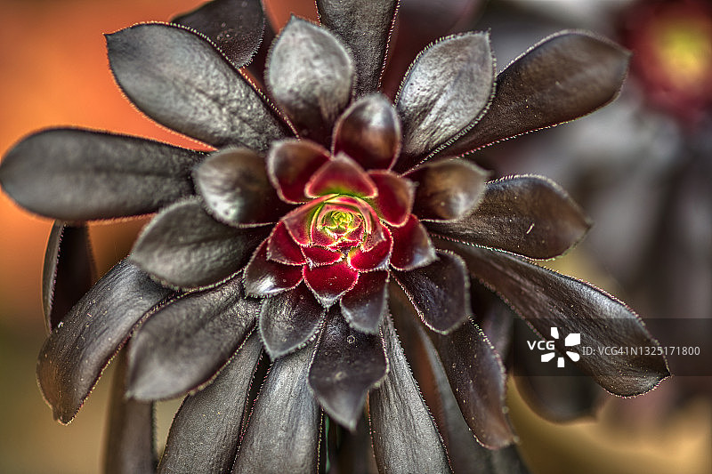 莲花掌图片素材