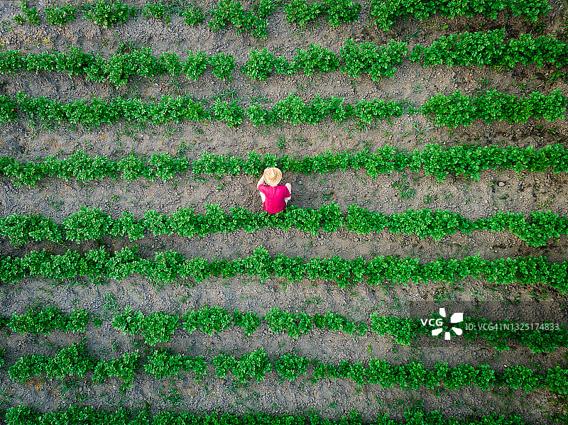 男子在菜园工作航拍鸟瞰图片素材