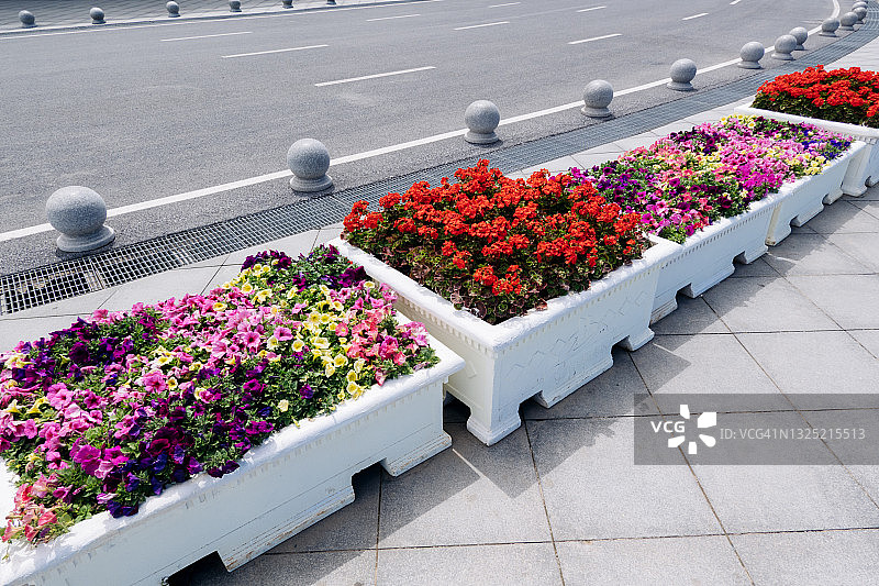 城市街道旁的盆栽植物图片素材