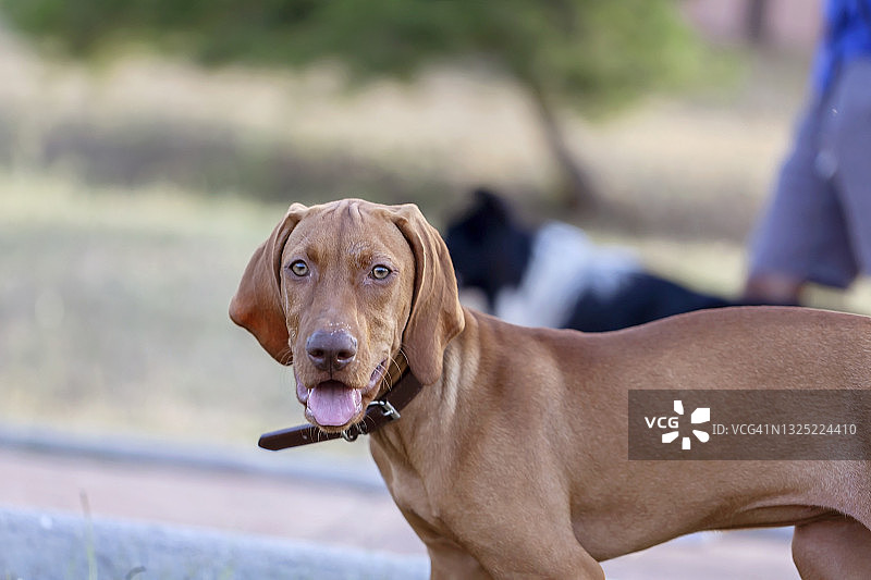 维兹拉幼犬看着镜头图片素材