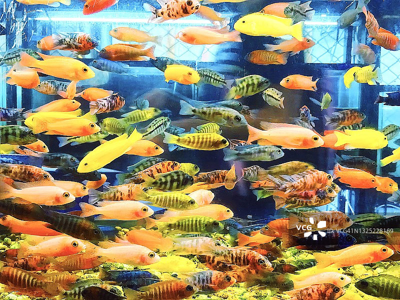 水族馆中色彩斑斓的热带鱼特写图片素材