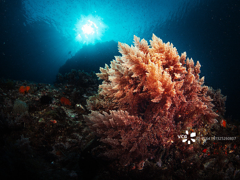 覆盖在海底岩石上的入侵性红色藻类（Asparagopsis sp.）图片素材