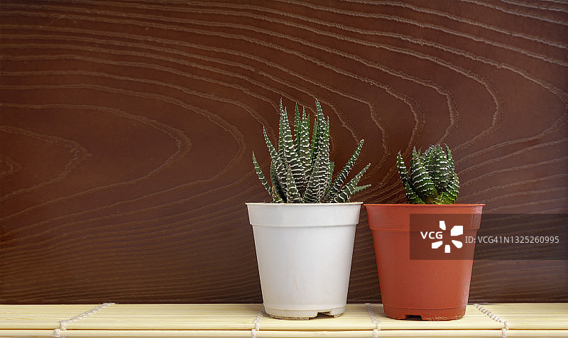 收集白色花盆里的仙人掌图片素材