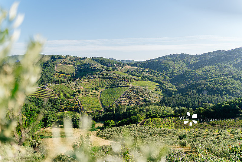 基安蒂葡萄园图片素材