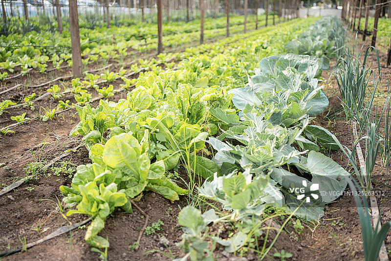 温室种植园里生长的蔬菜图片素材