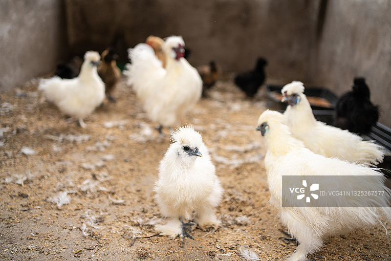 家禽养殖场里的小鸡图片素材