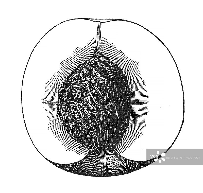 桃核老式雕刻插图图片素材