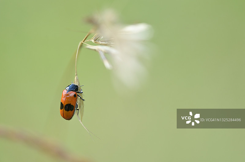 软甲虫图片素材