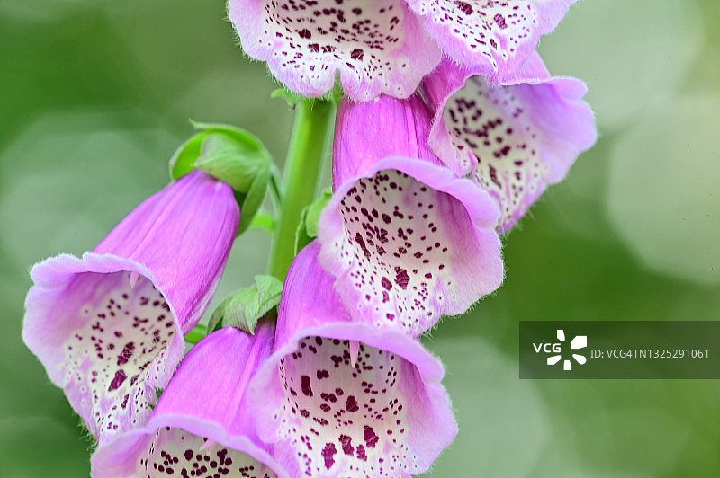 紫色的毛地黄图片素材