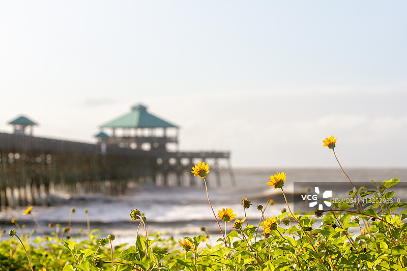 海滩向日葵灌木丛后的木制码头图片素材