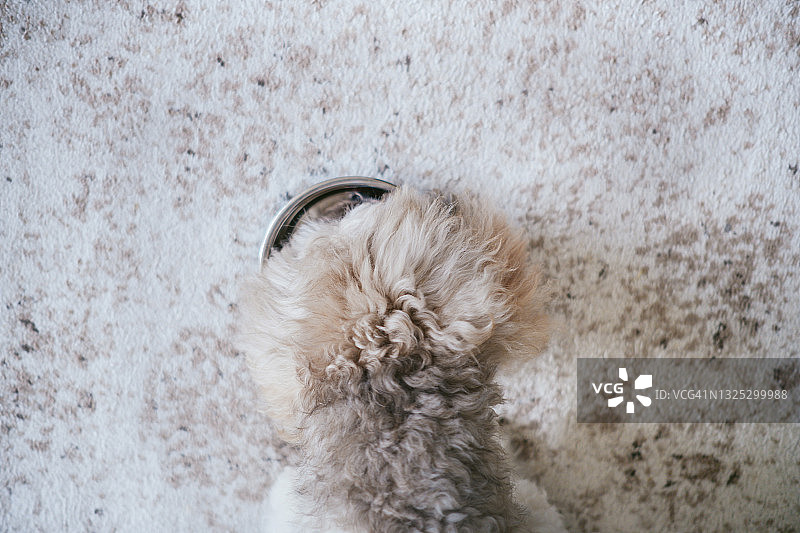 狗从碗里吃食物图片素材