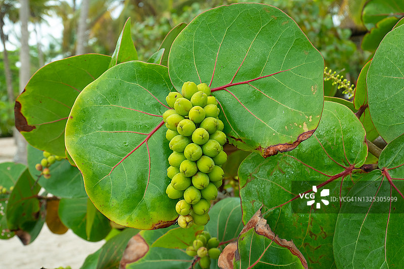 哥伦比亚瓜希拉海葡萄图片素材