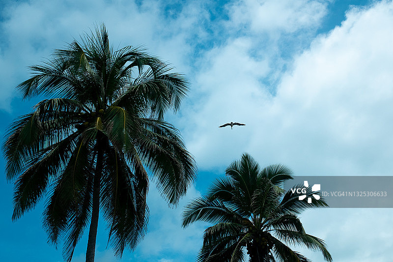 哥伦比亚帕洛米诺的棕榈树，结满绿色和黄色椰子，晴空万里图片素材