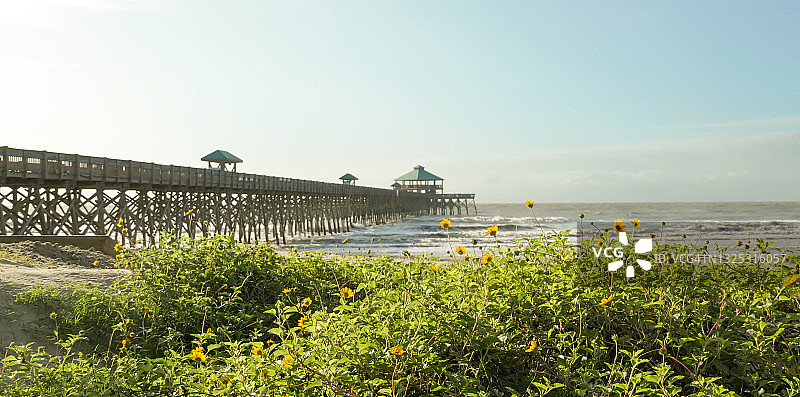海滩向日葵灌木丛后的木制码头图片素材