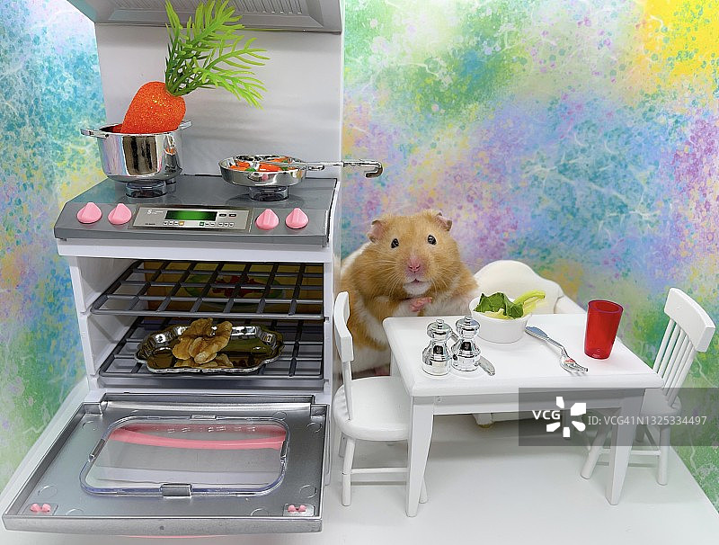 在厨房做饭的叙利亚仓鼠图片素材