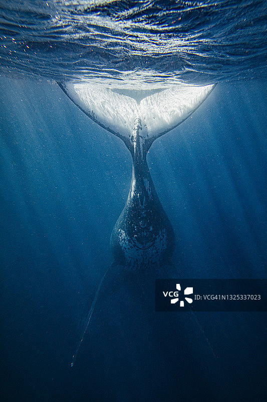 座头鲸尾鳍的背影图片素材