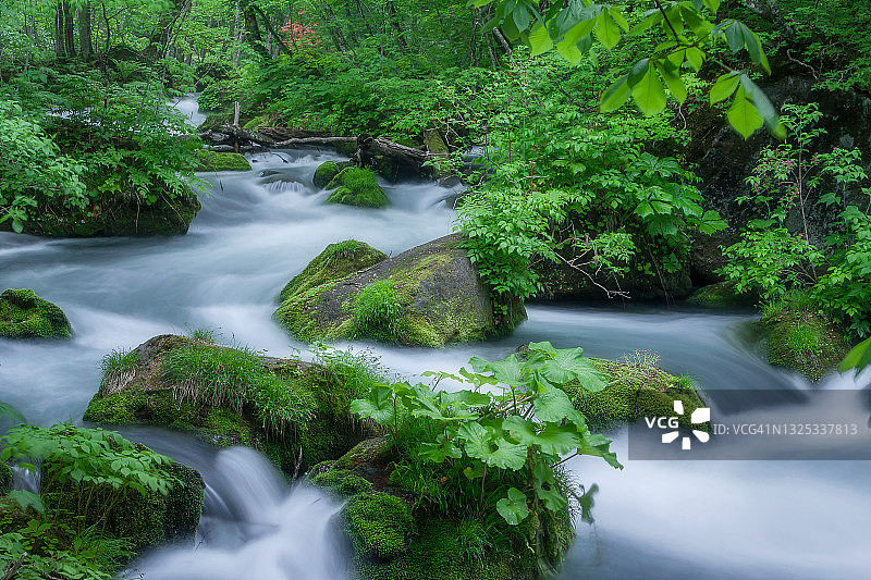 初夏的奥入濑溪流图片素材