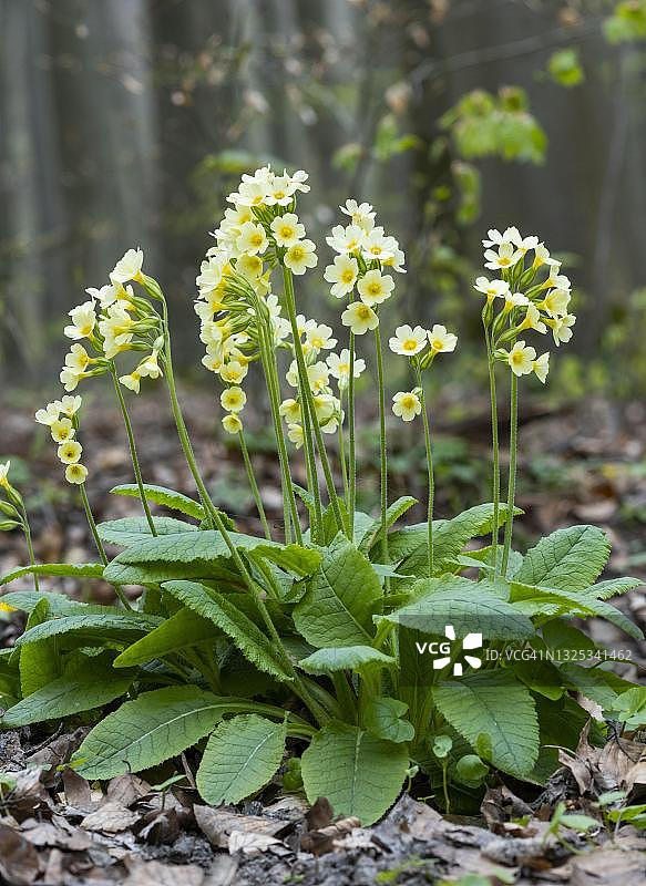 德国图林根州海尼希国家公园盛开的报春花图片素材