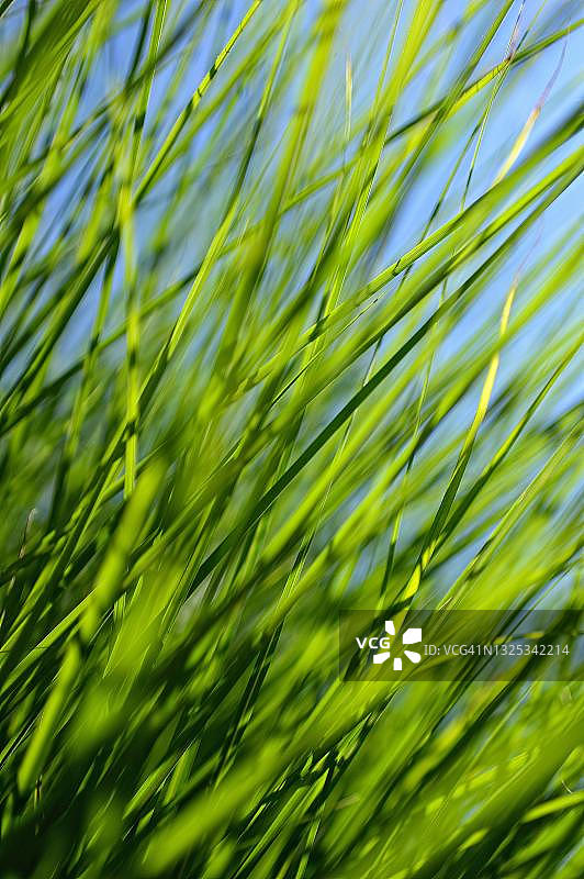 德国的草叶图片素材