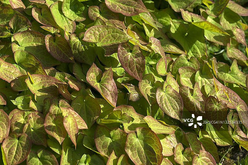 德国巴伐利亚的淫羊藿叶图片素材