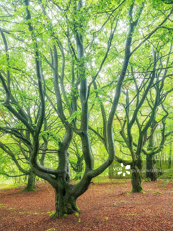 凯勒瓦尔德-埃德尔see国家公园春季的古老山毛榉森林，联合国教科文组织世界遗产图片素材