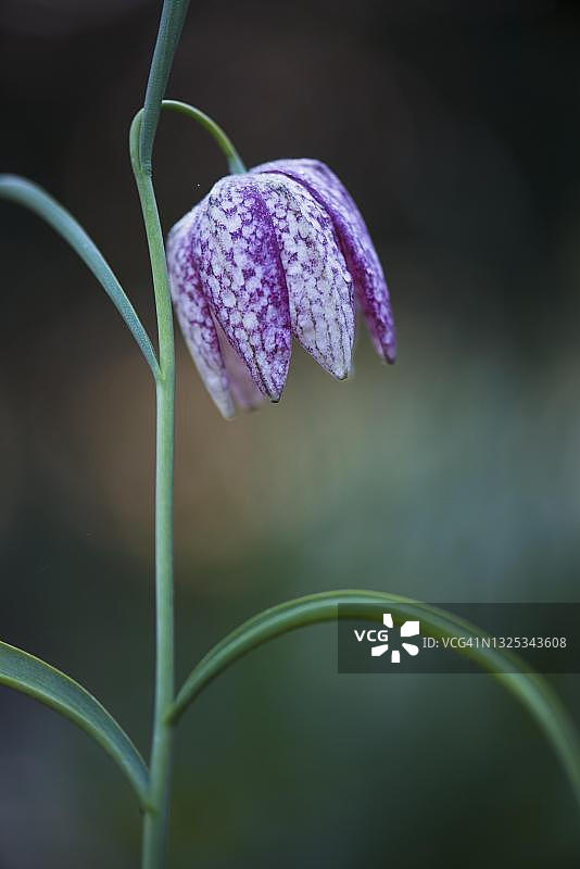 贝母花，德国下萨克森州埃姆斯兰图片素材