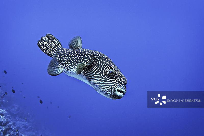 印度尼西亚苏拉威西岛瓦卡托比潜水度假村的网纹河豚图片素材