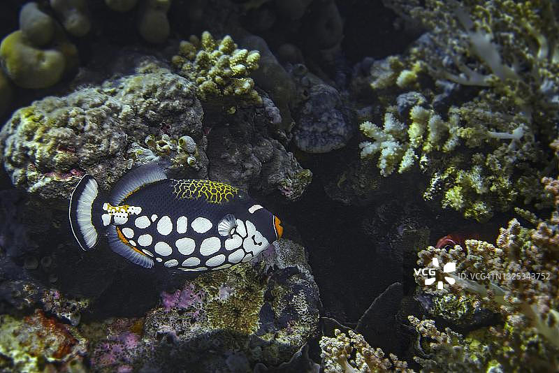 豹鲀(Balistoides conspicillum)，印度尼西亚苏拉威西岛瓦卡托比潜水度假村图片素材