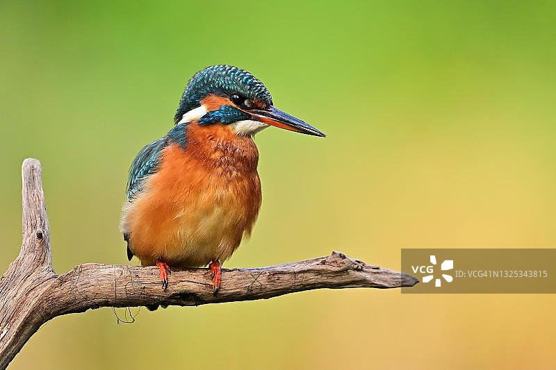 普通翠鸟(Alcedo atthis)雌翠鸟在水里寻找鱼，布兰肯费尔德，德国图片素材