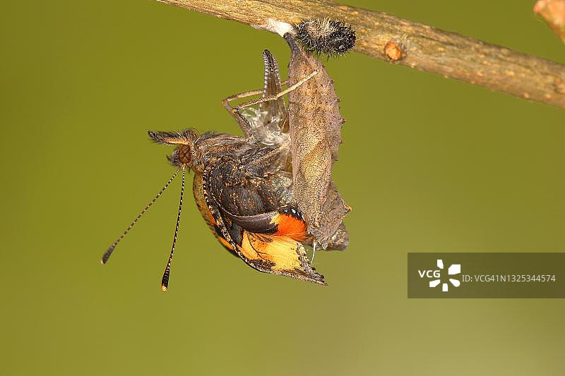 小乌龟蛱蝶从蛹中孵化，德国北莱茵-威斯特法伦锡格兰图片素材