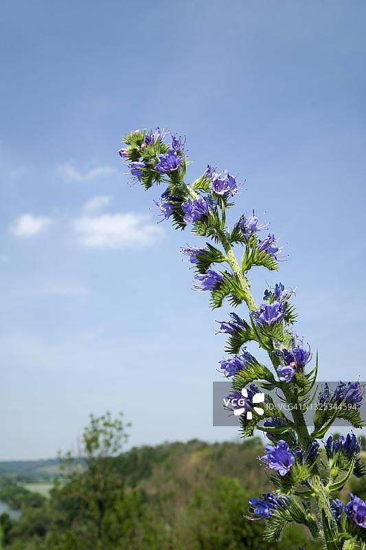 德国图林根的蓝蓟（Echium vulgare）图片素材