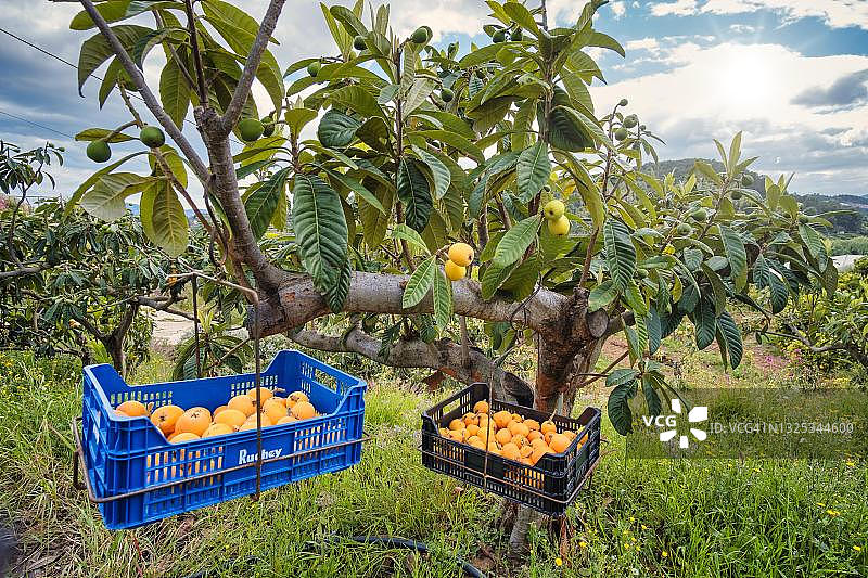 悬挂在树上的日本枇杷丰收箱图片素材