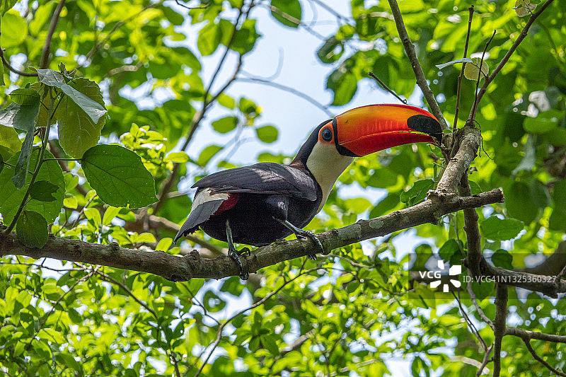 巨嘴鸟图片素材