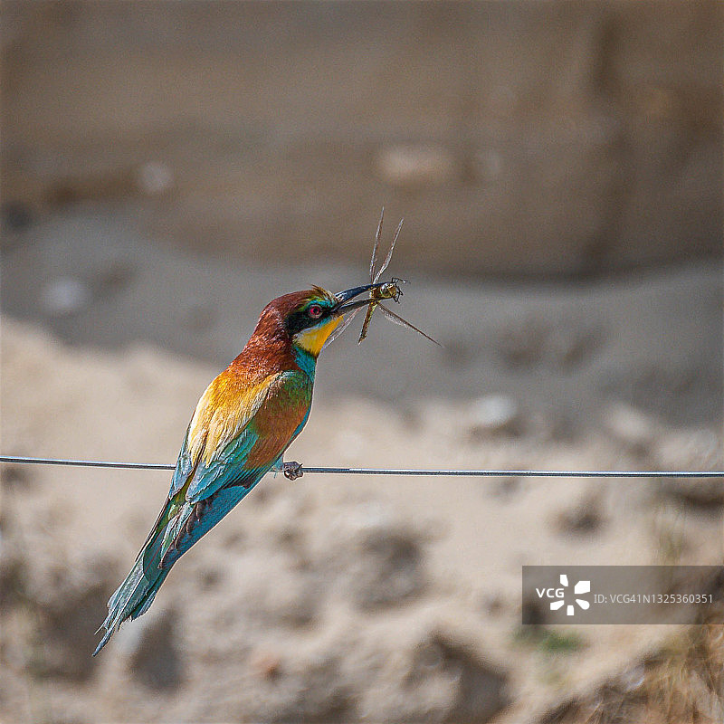 蜂虎鸟图片素材