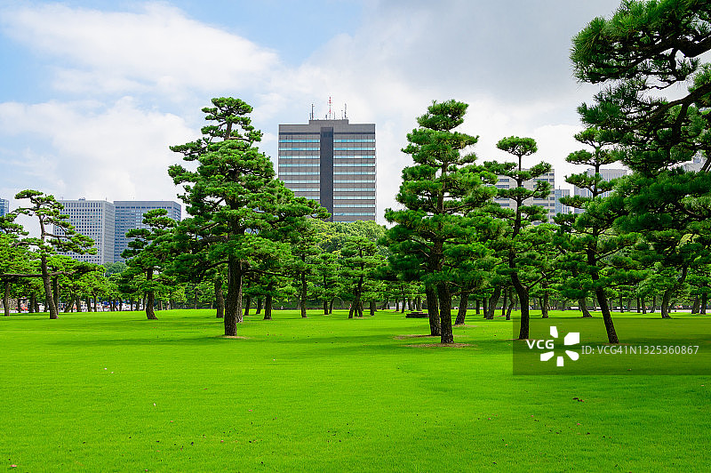 日本东京东方公园的盆景树图片素材