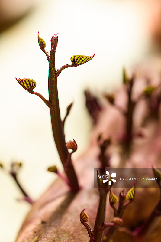 发芽的红土豆图片素材