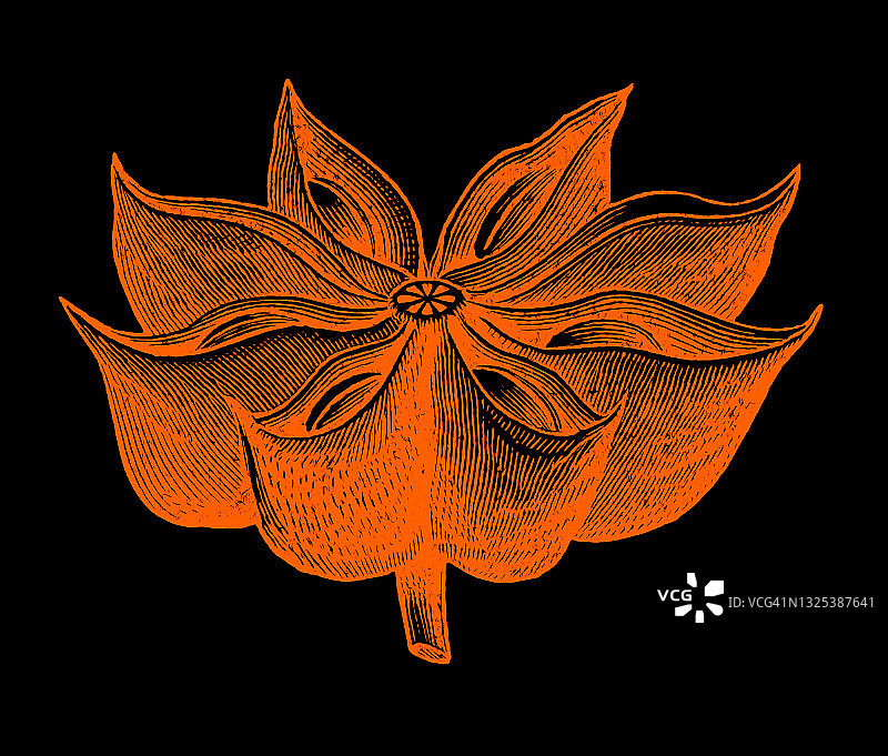 茴芹老式雕刻插图图片素材