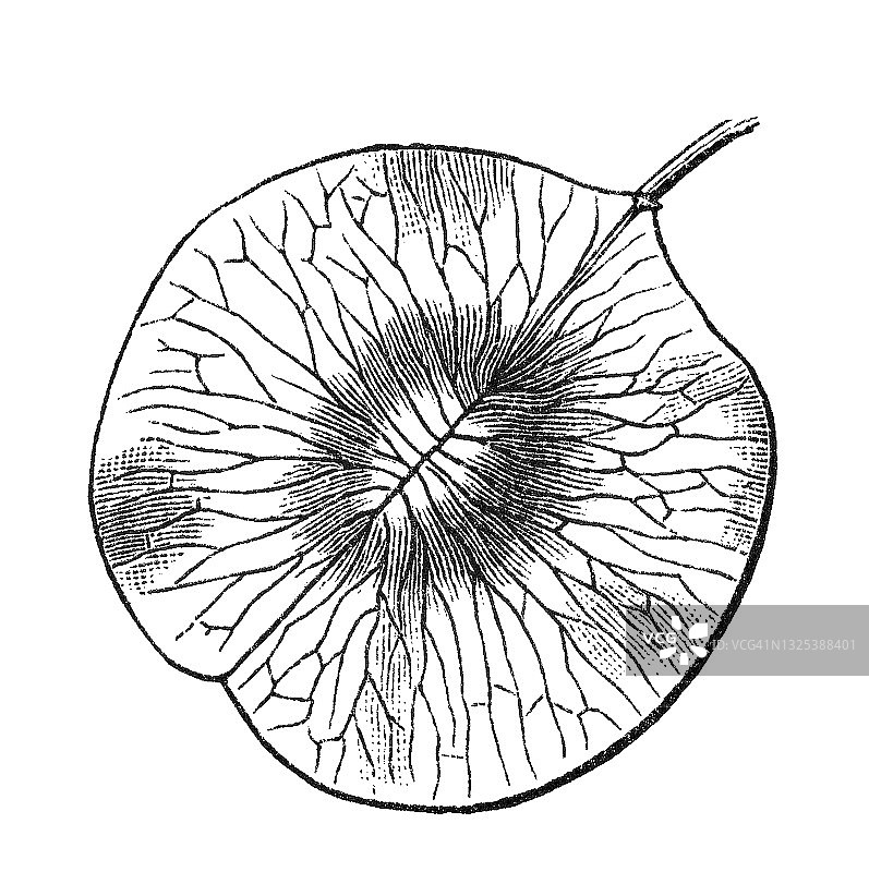 臭 Bush种子老式雕刻插图图片素材