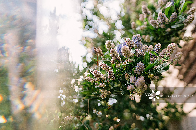 花园植物：加州丁香图片素材
